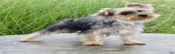 Yorkshire Terrier dogs for sale: Duke - Ad 3