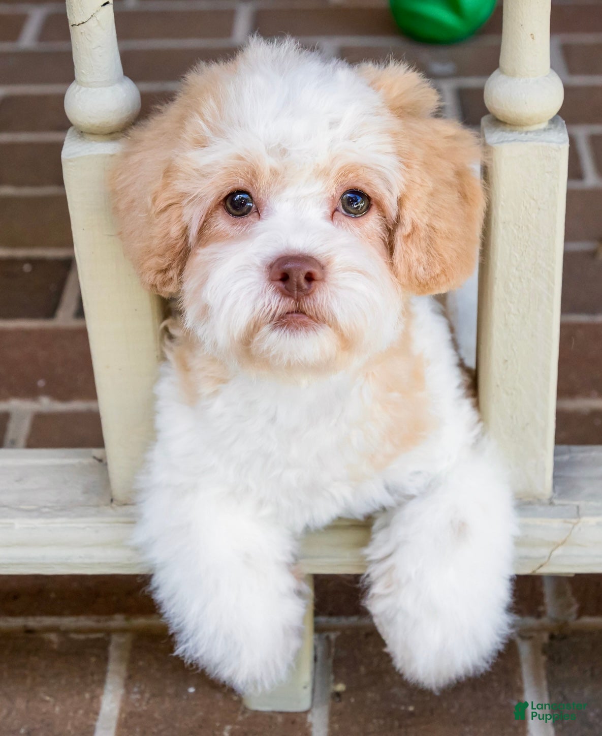 Shihpoo dogs Sullivan - Ad 1