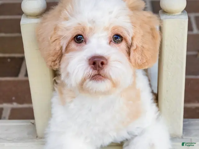 Shihpoo dogs for sale: Sullivan - Ad 1