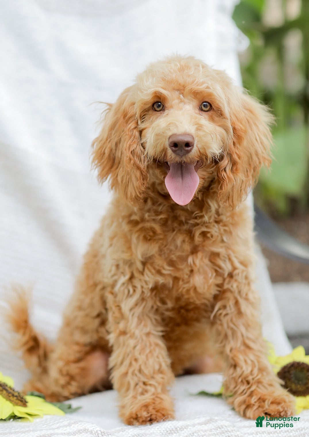 Goldendoodle dogs Melody - Ad 1