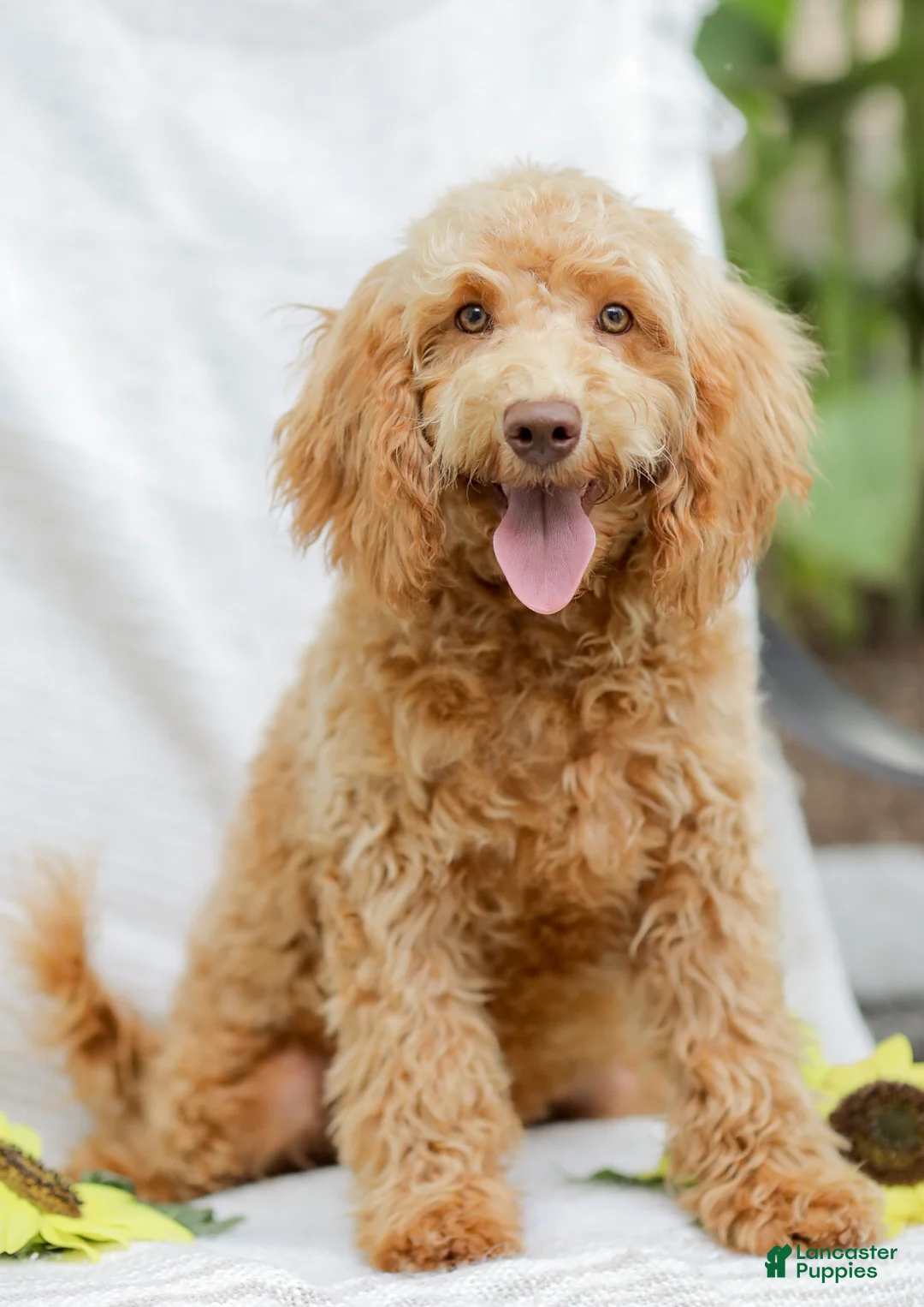Goldendoodle dogs for sale: Melody - Ad 1