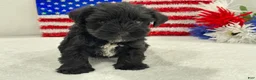 Miniature Schnauzer dogs for sale: Piper Female 2 - Ad 3