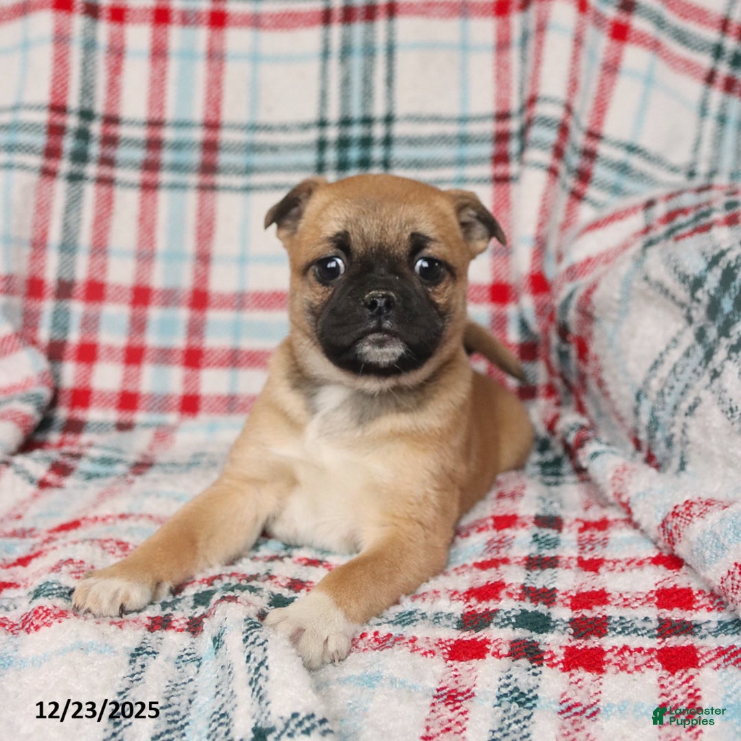 Mixed Breed dogs for sale: Honey - Ad 5