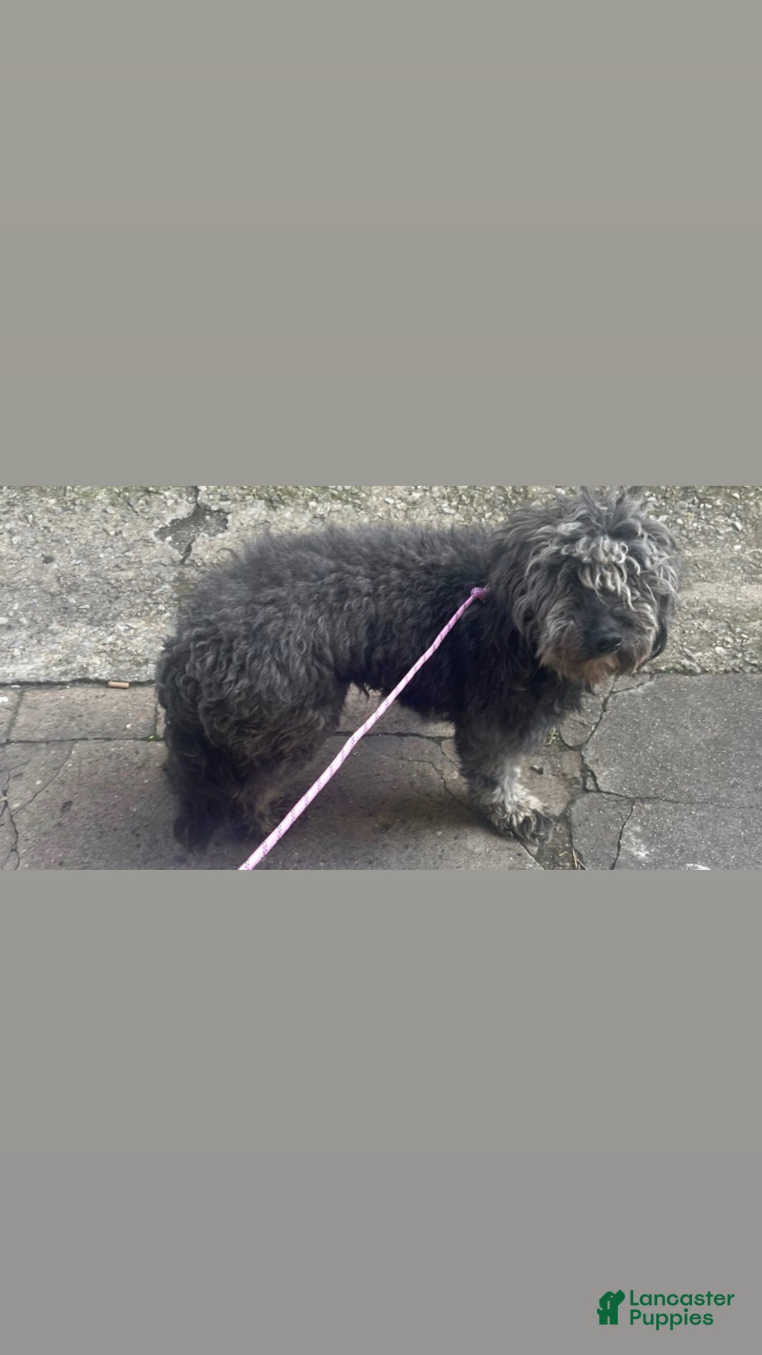 Aussiedoodle dogs for sale: Andera  Anna - Ad 4