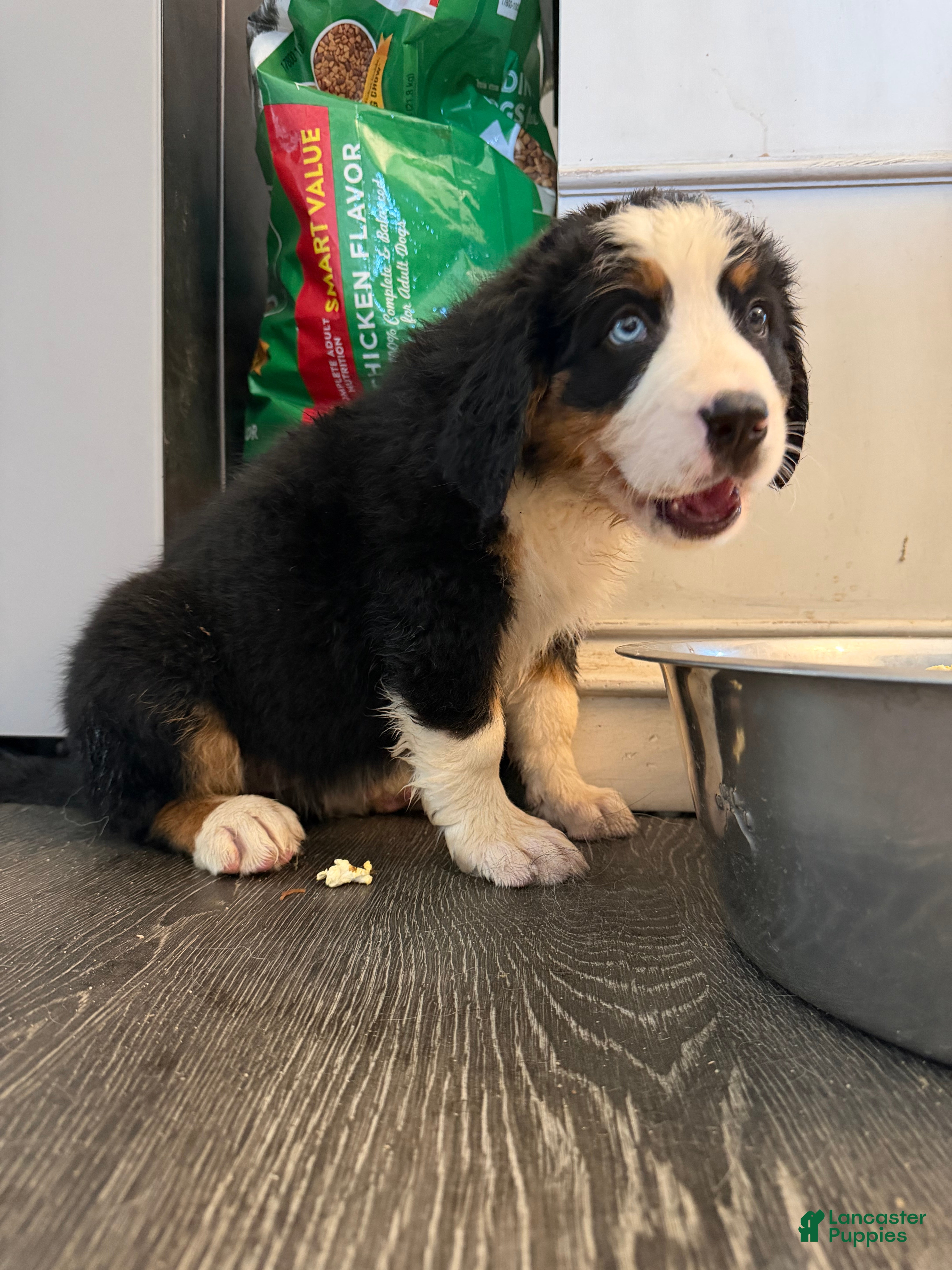 Bernese Mountain Dog dogs Purple - Ad 17