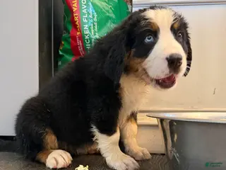 Bernese Mountain Dog dogs Purple - Ad 17
