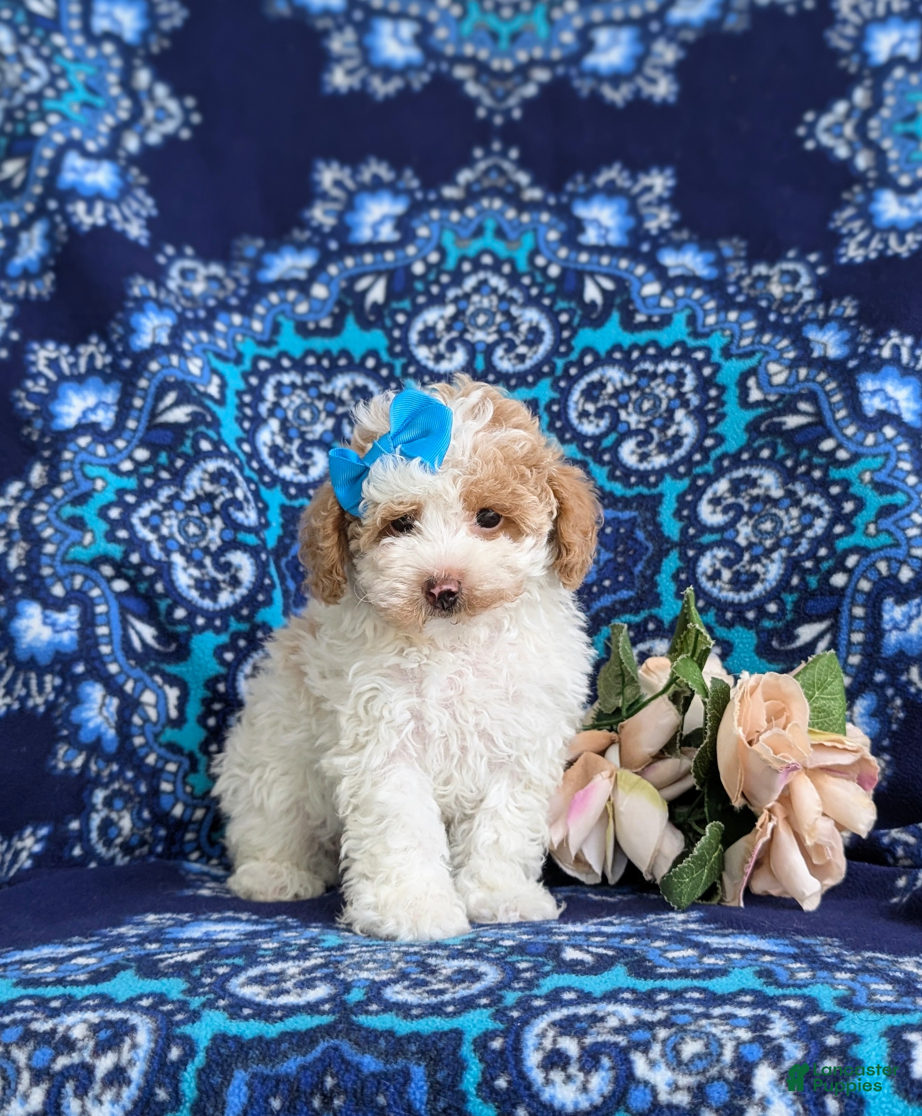 Toy Poodle dogs Sherry 7 lbs Full Grown - Ad 2