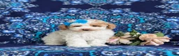 Toy Poodle dogs for sale: Sherry 7 lbs Full Grown - Ad 2