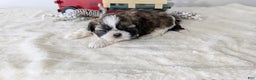 Shih Tzu dogs for sale: Turbo - Ad 12