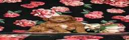Mini Goldendoodle dogs for sale: Teva 9 lbs Full Grown - Ad 3