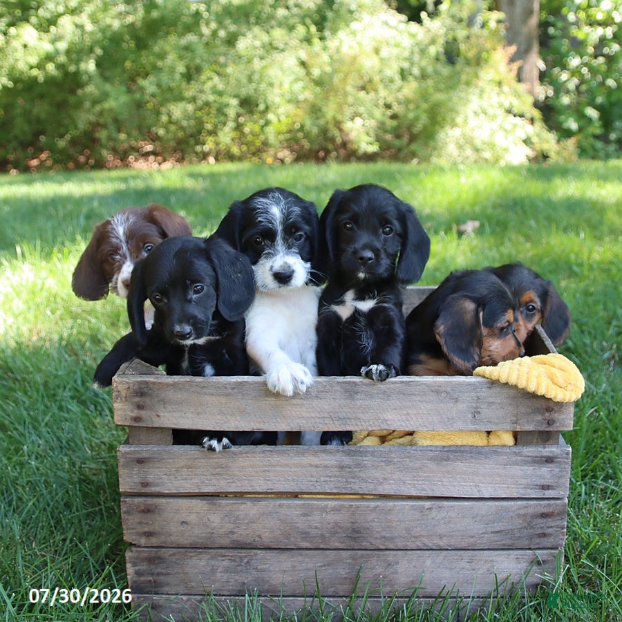 Mixed Breed dogs Winston - Ad 2