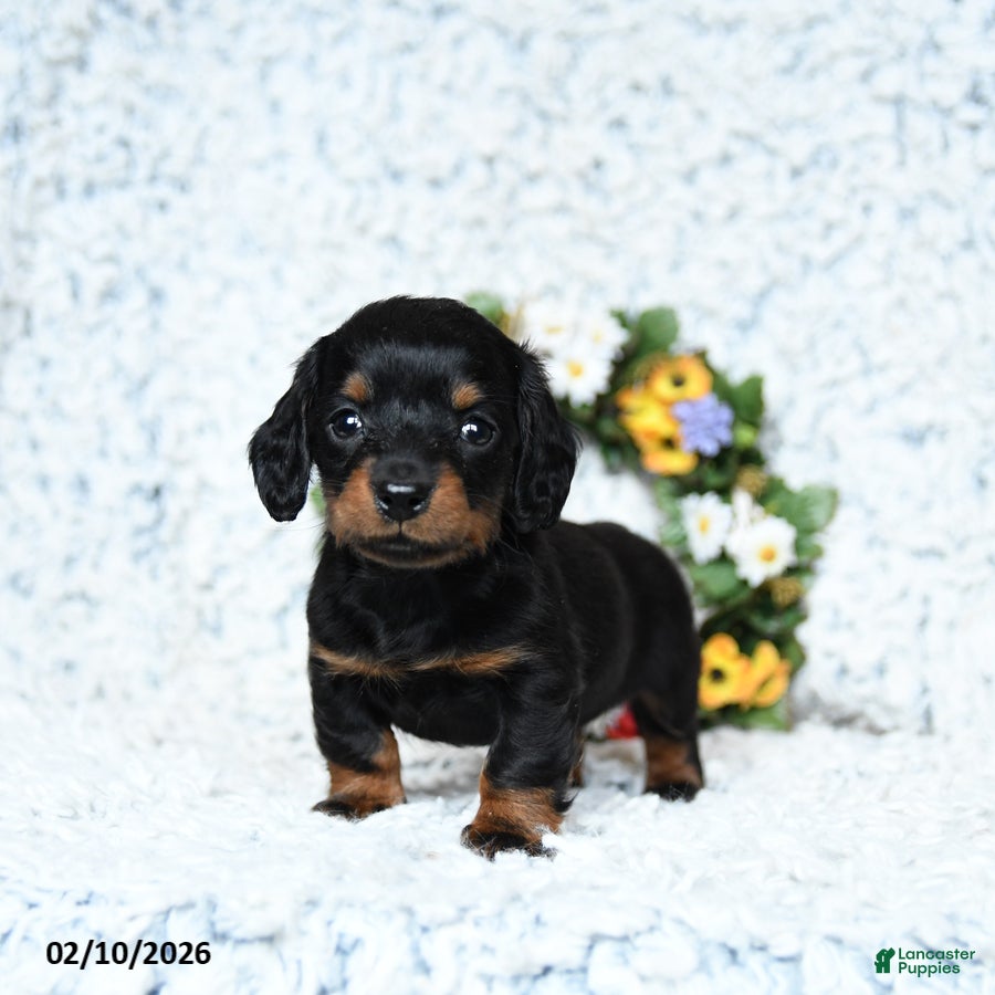 Miniature Dachshund dogs Cooper - Ad 17