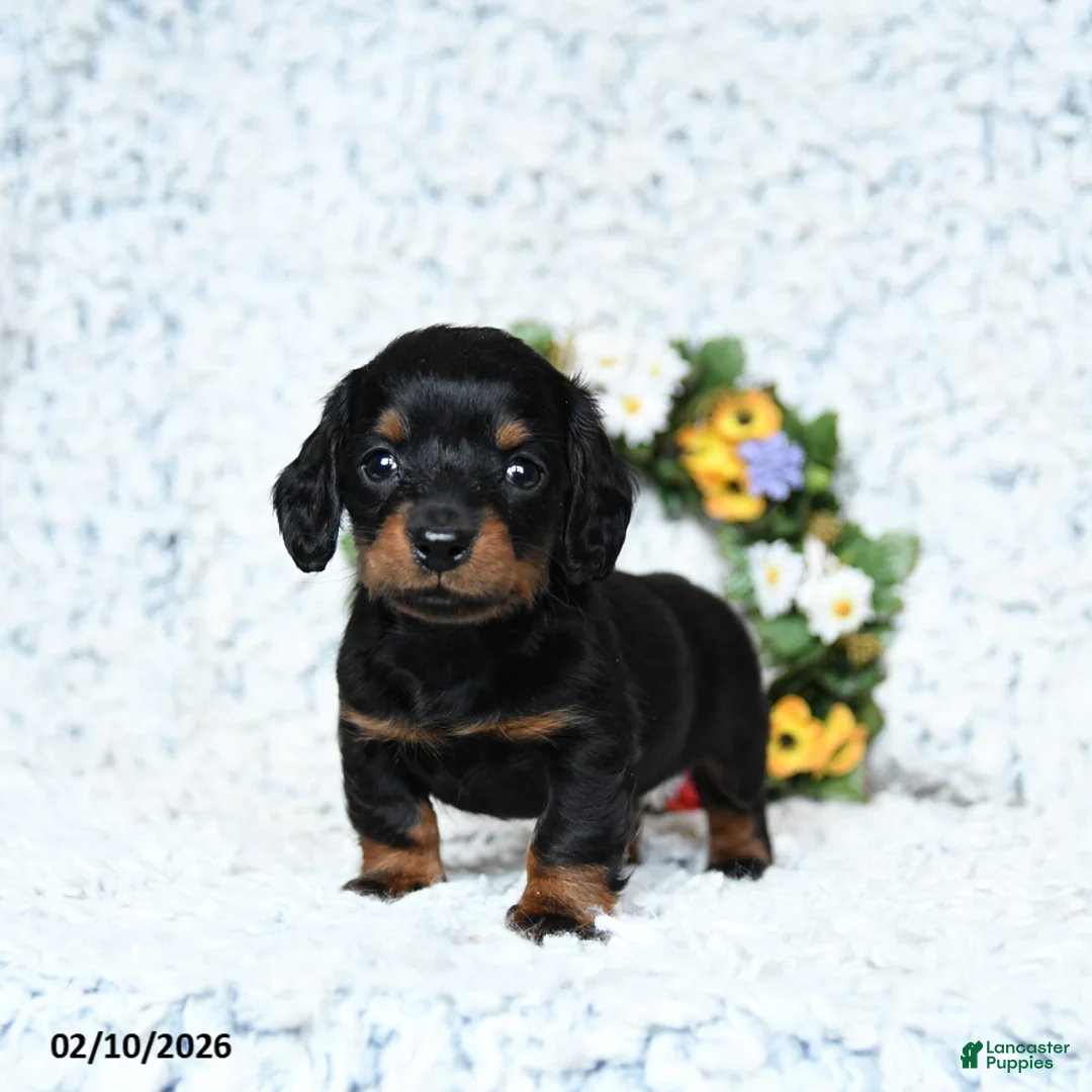 Miniature Dachshund dogs for sale: Cooper - Ad 1
