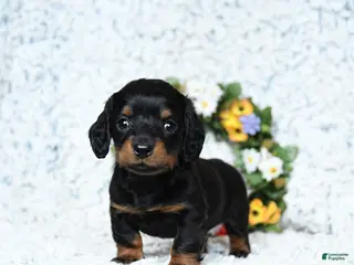 Miniature Dachshund dogs Cooper - Ad 17