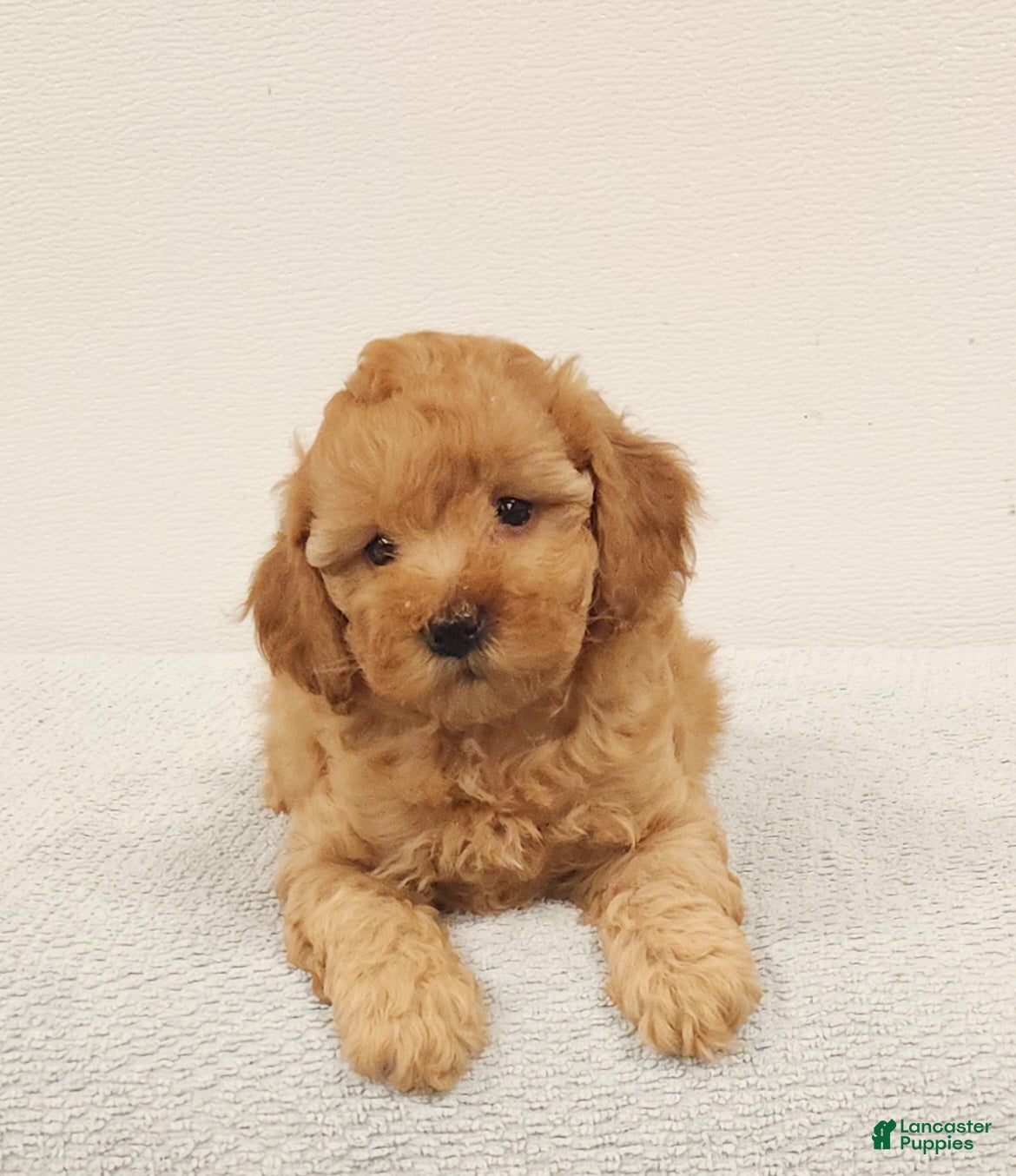 Toy Poodle dogs Joey - Ad 1