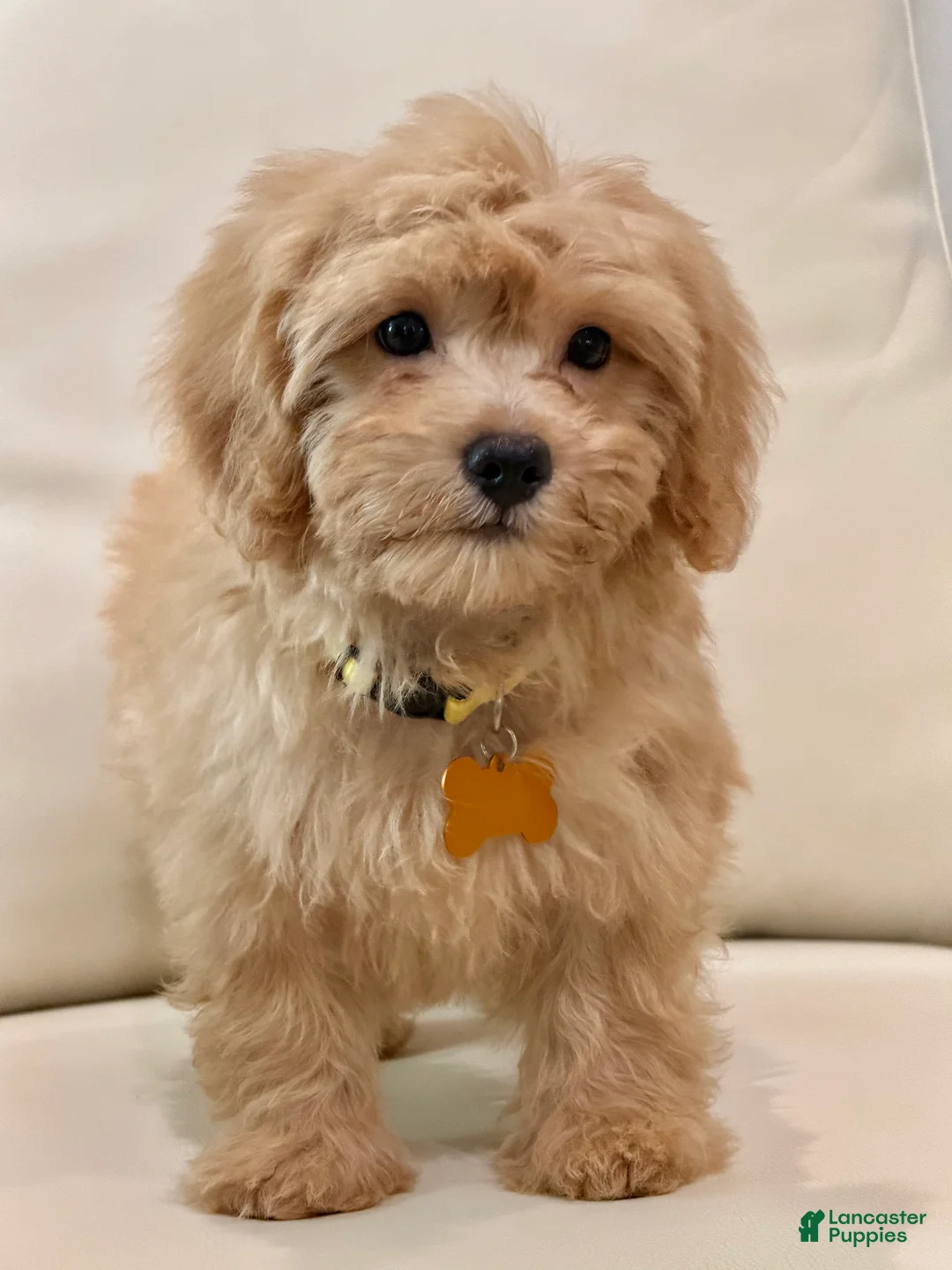 Maltipoo dogs for sale: Daisy - Ad 2