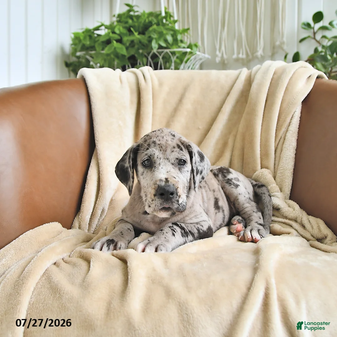 Great Dane dogs for sale: Beauty - Ad 2