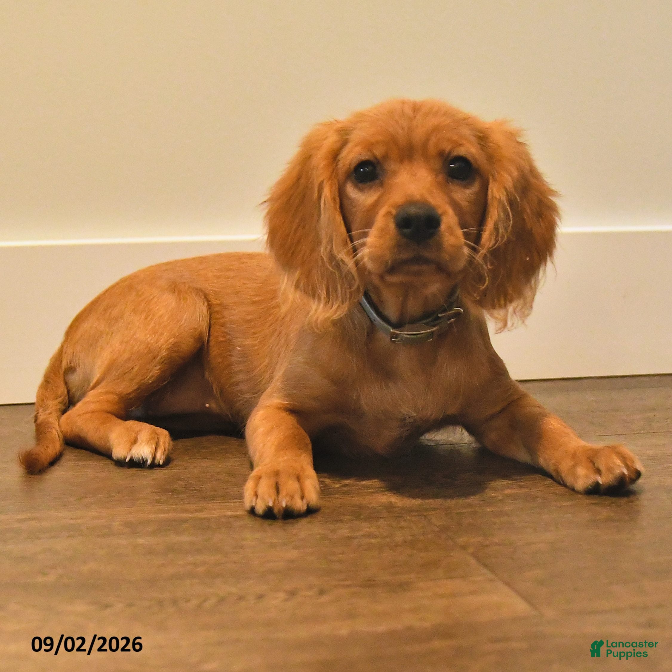 Miniature Golden Retriever dogs Pansey - Ad 2