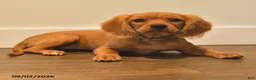 Miniature Golden Retriever dogs for sale: Pansey - Ad 2