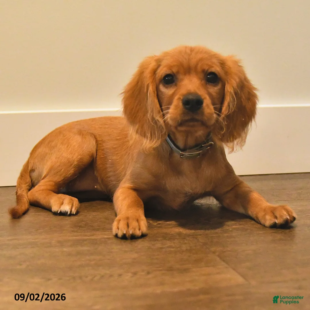 Miniature Golden Retriever dogs for sale: Pansey - Ad 2