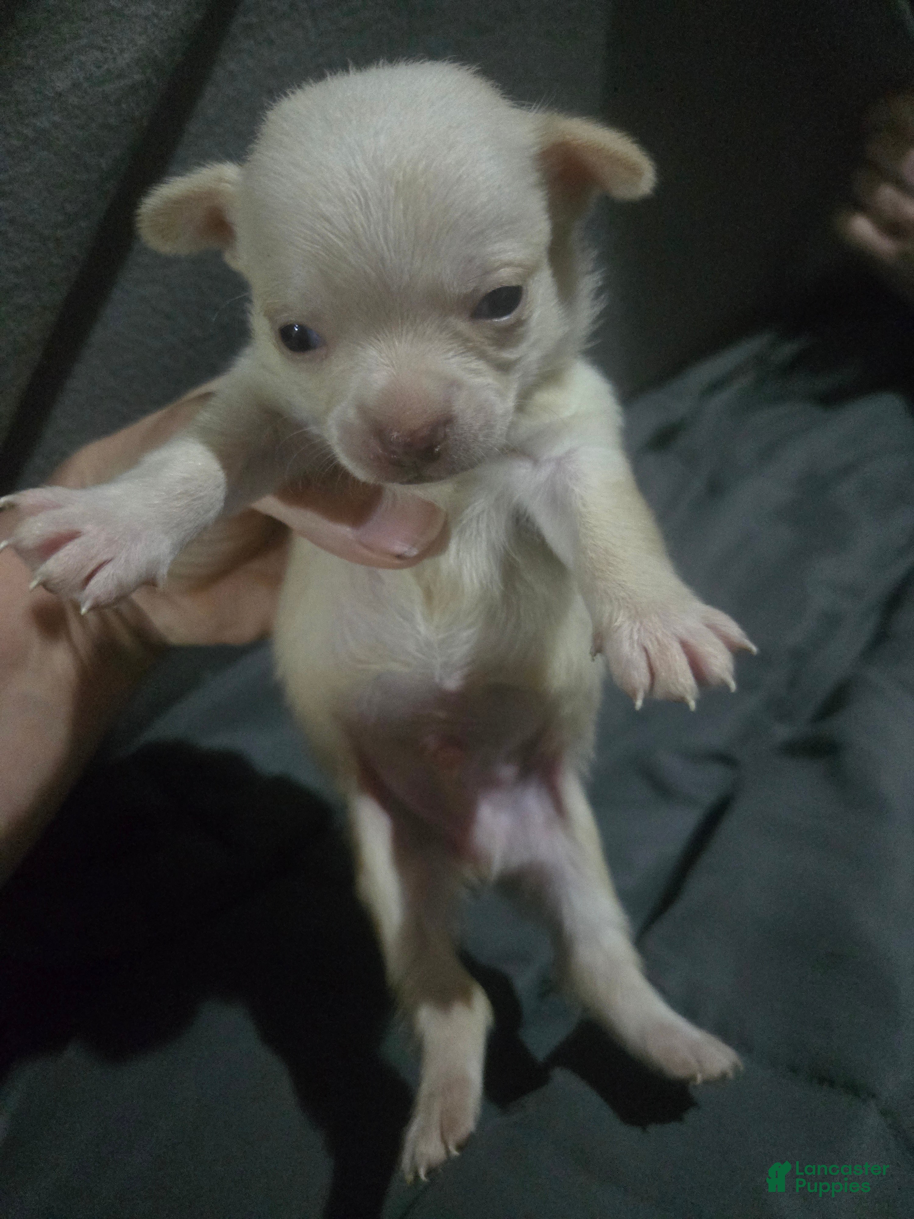 Chihuahua dogs Chihuahua Puppy 1 - Ad 38