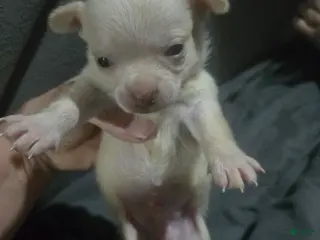 Chihuahua dogs Chihuahua Puppy 1 - Ad 38