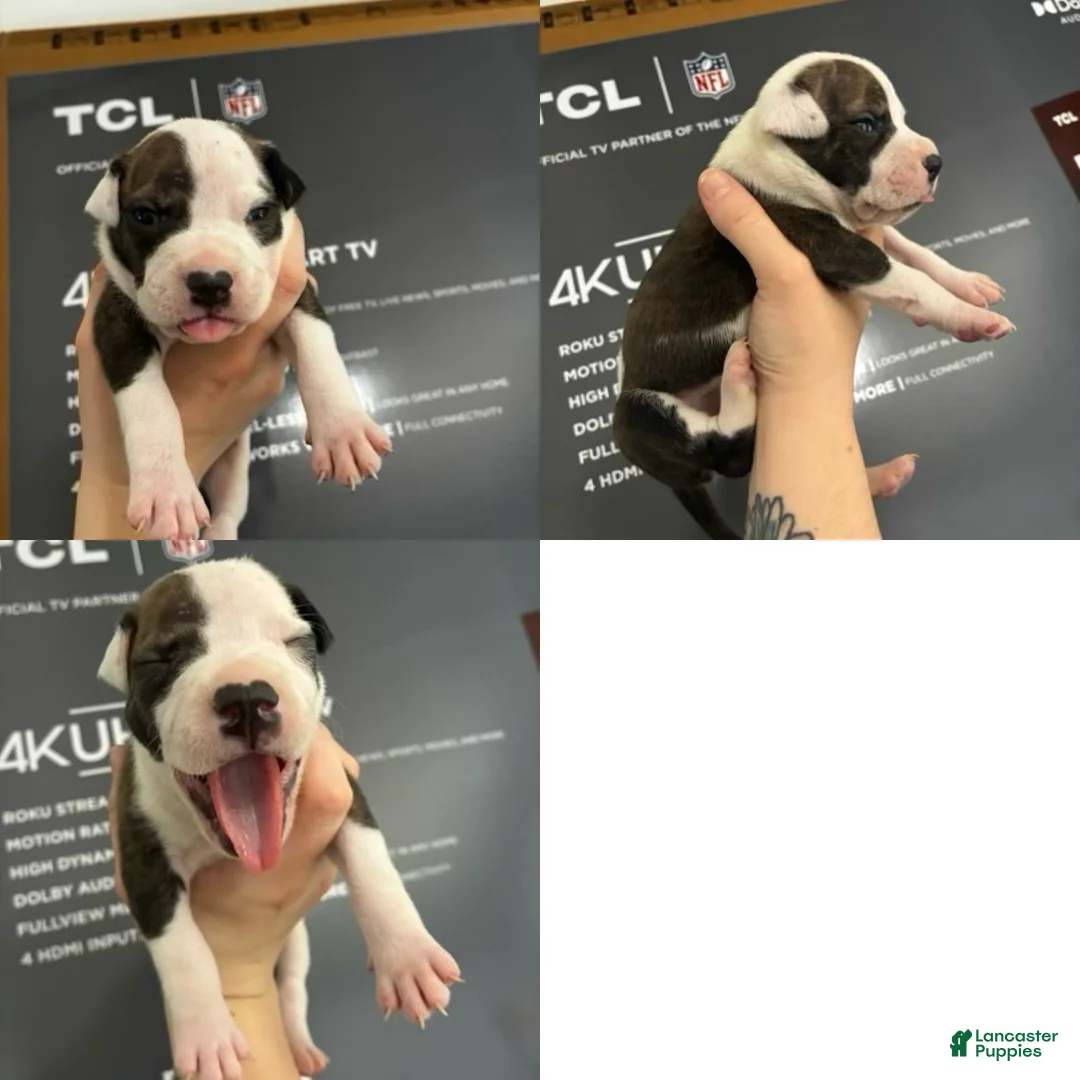 American Staffordshire Terrier dogs for sale: American Staffordshire Terrier 3 - Ad 2