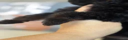 Miniature Poodle dogs for sale: Prince - Ad 7