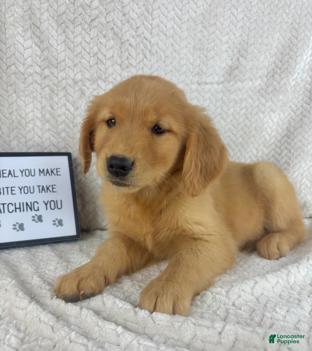 Golden Retriever dogs for sale: Ruby  - Ad 2