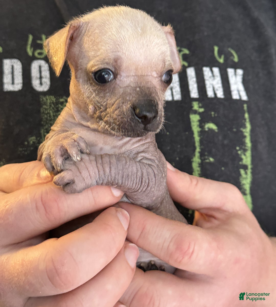 Mixed Breed dogs for sale: Ramstein  - Ad 12