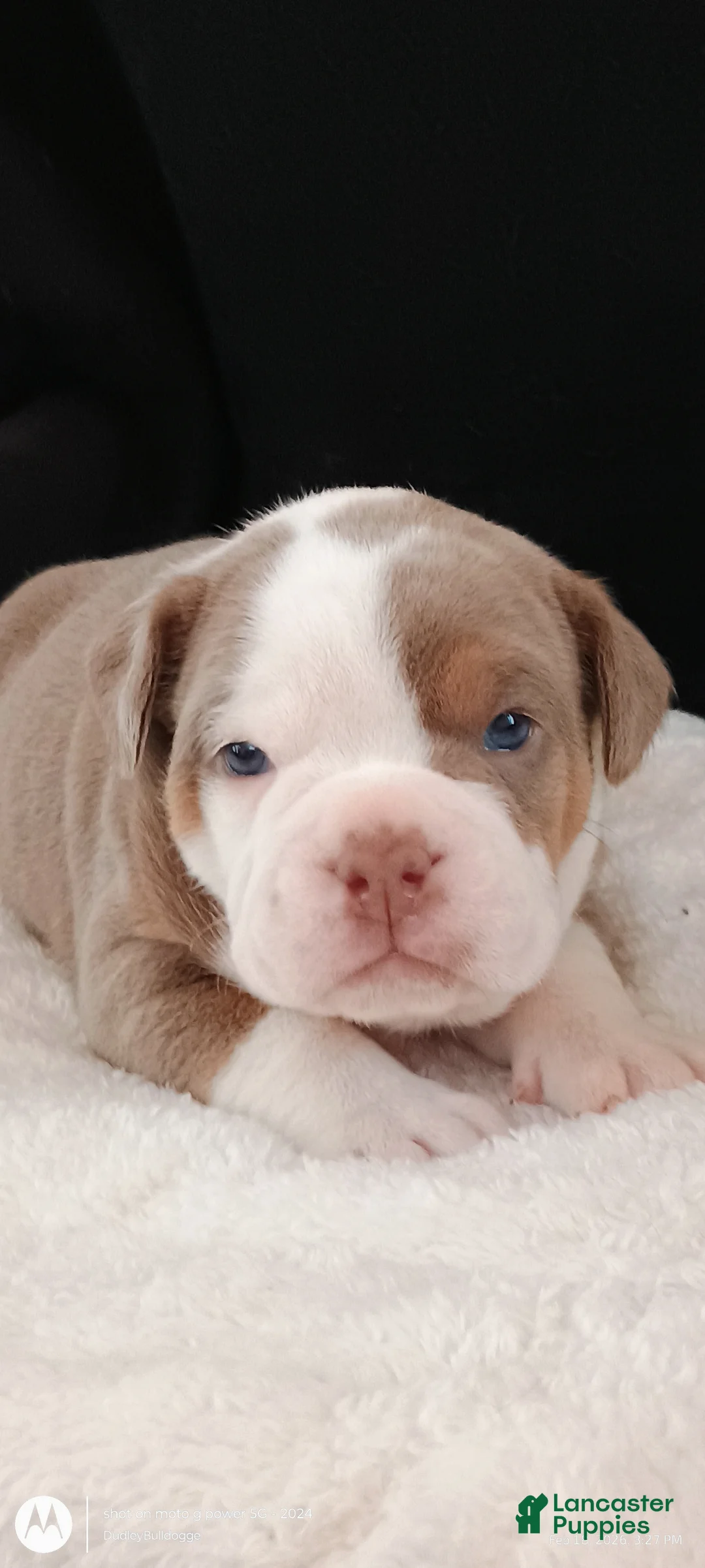 Olde English Bulldogge dogs for sale: Dudley Bulldogges Hera - Ad 3