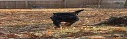 Rottweiler dogs for sale: Churro - Ad 7