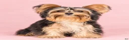 Yorkshire Terrier dogs for sale: Sami - Ad 1