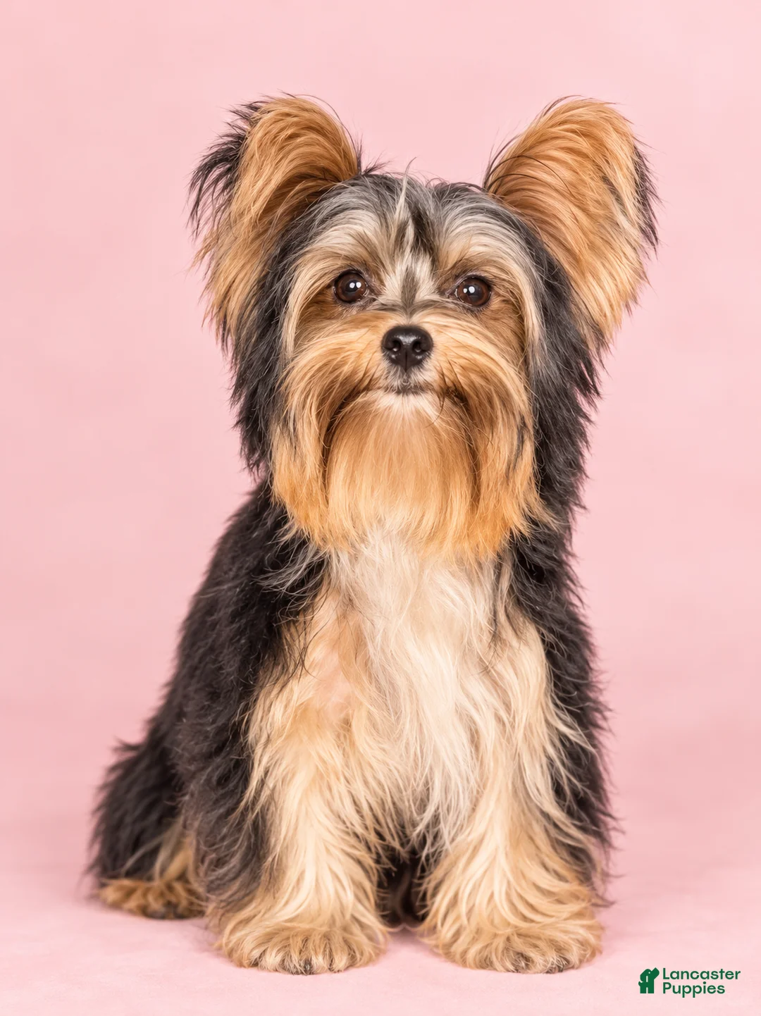Yorkshire Terrier dogs for sale: Sami - Ad 1