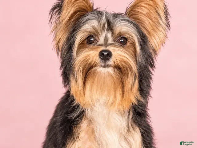 Yorkshire Terrier dogs Sami - Ad 1