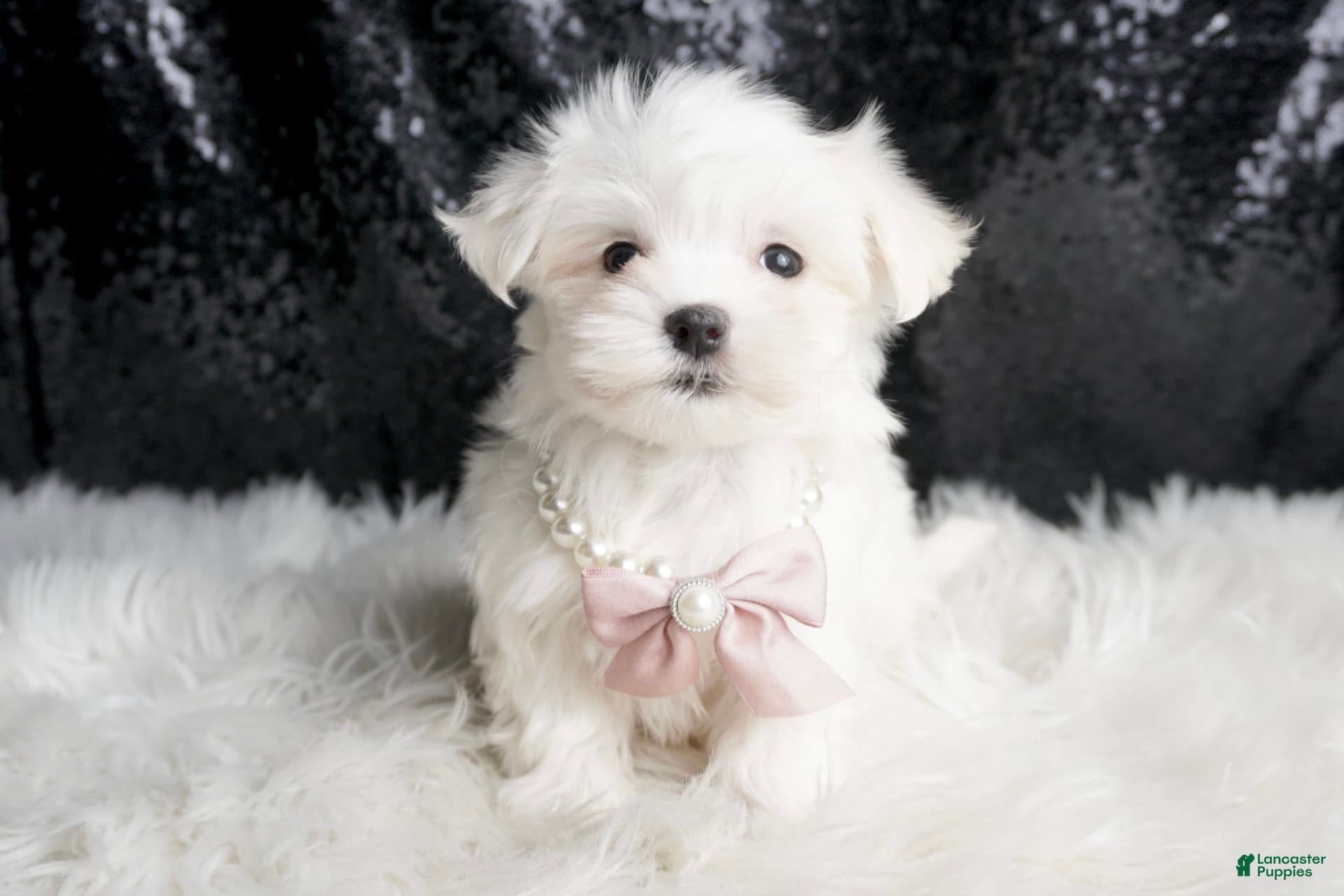 Maltese dogs Angel - Ad 15