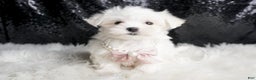 Maltese dogs for sale: Angel - Ad 1