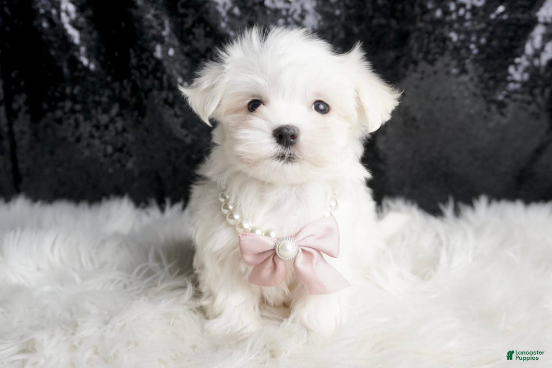 Maltese dogs for sale: Angel - Ad 1