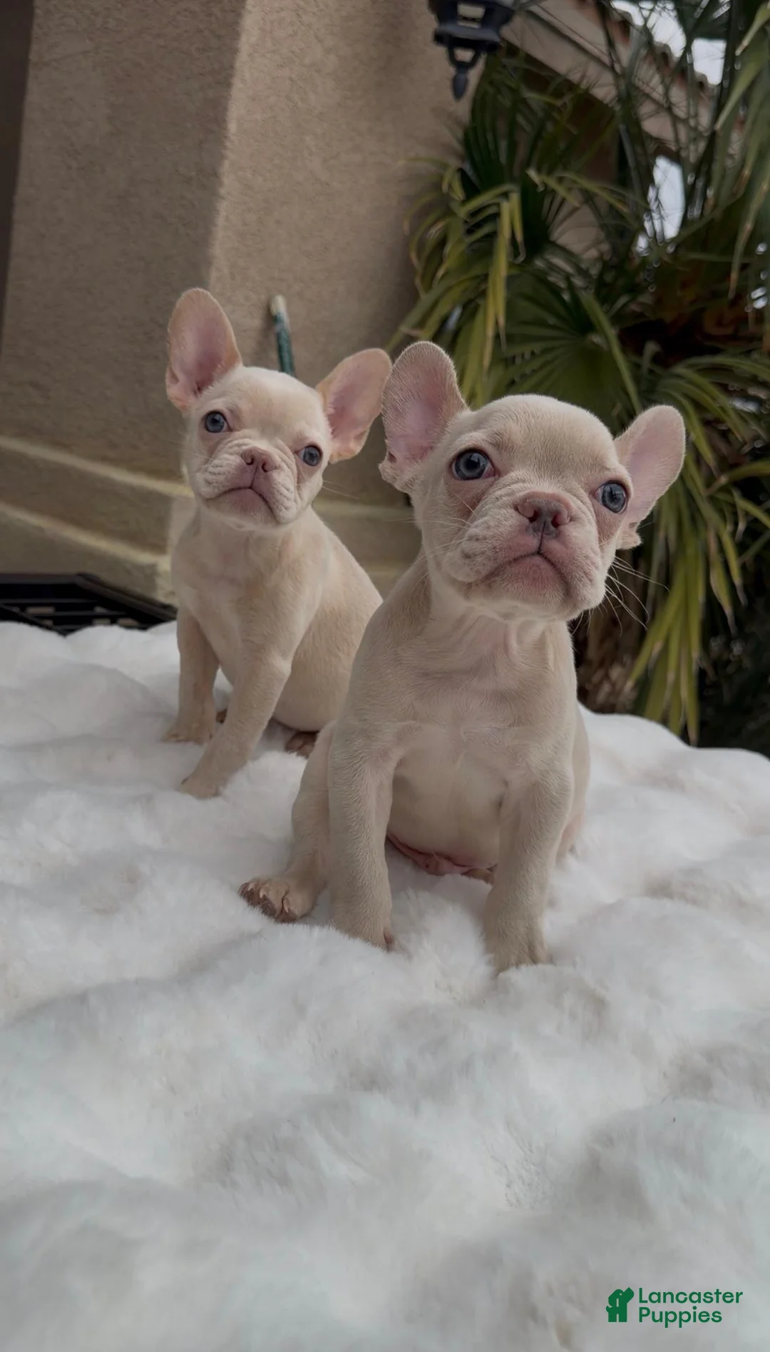 French Bulldog dogs for sale: French Bulldog 1 - Ad 2