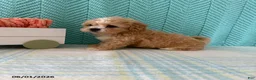 Mixed Breed dogs for sale: Mocha - Ad 4