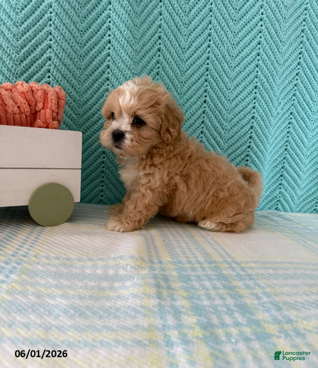 Mixed Breed dogs for sale: Mocha - Ad 4