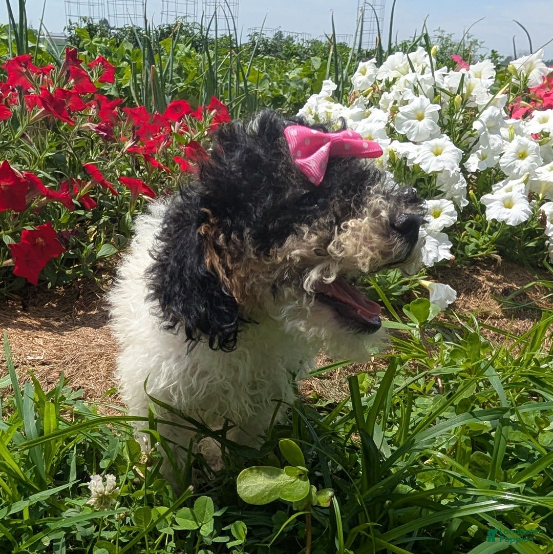 Toy Poodle dogs for sale: Sunshine - Ad 4