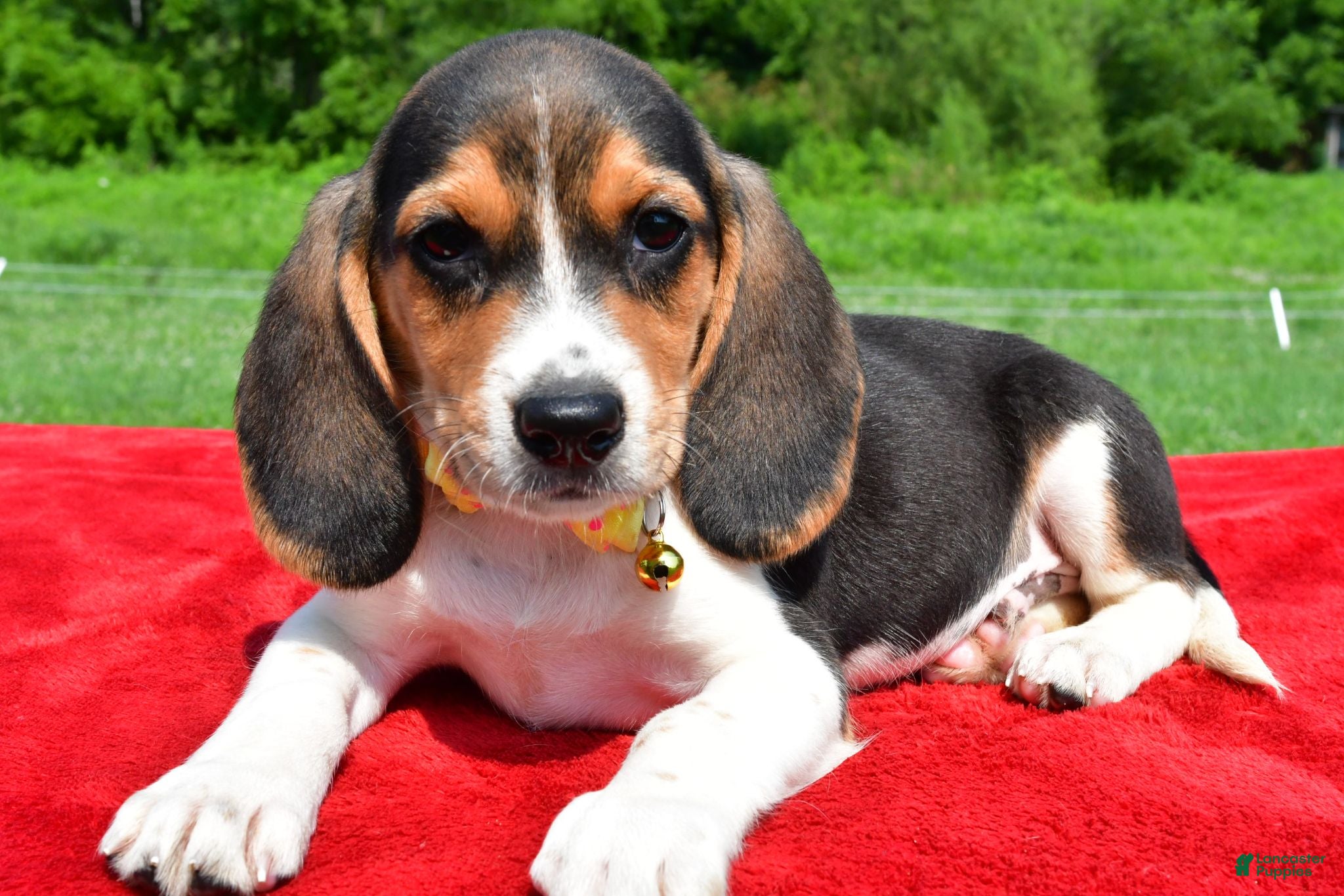 Beagle dogs Hector - Ad 1