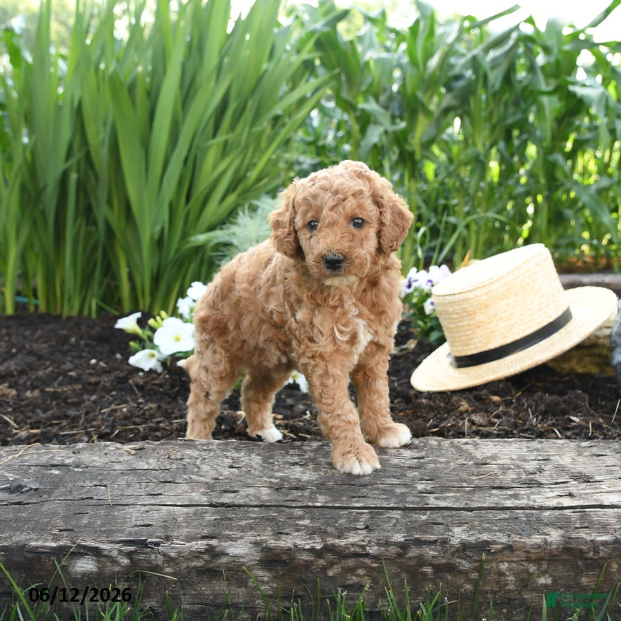 Miniature Poodle dogs Nala - Ad 2