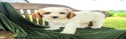 Goldendoodle dogs for sale: Brandy - Ad 2
