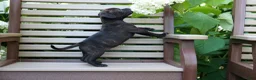 Staffordshire Bull Terrier dogs for sale: Moose 🐶 - Ad 16