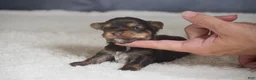 Yorkshire Terrier dogs for sale: Myra - Ad 5