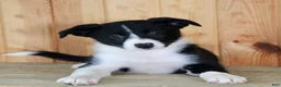 Border Collie dogs for sale: Annie  - Ad 3