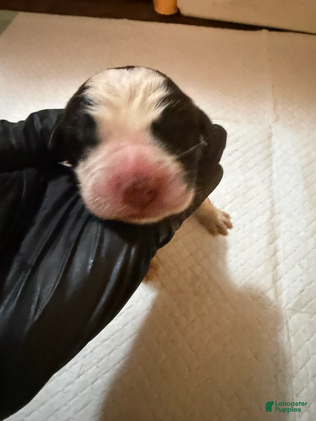 Saint Bernard dogs for sale: Girl 1  - Ad 2
