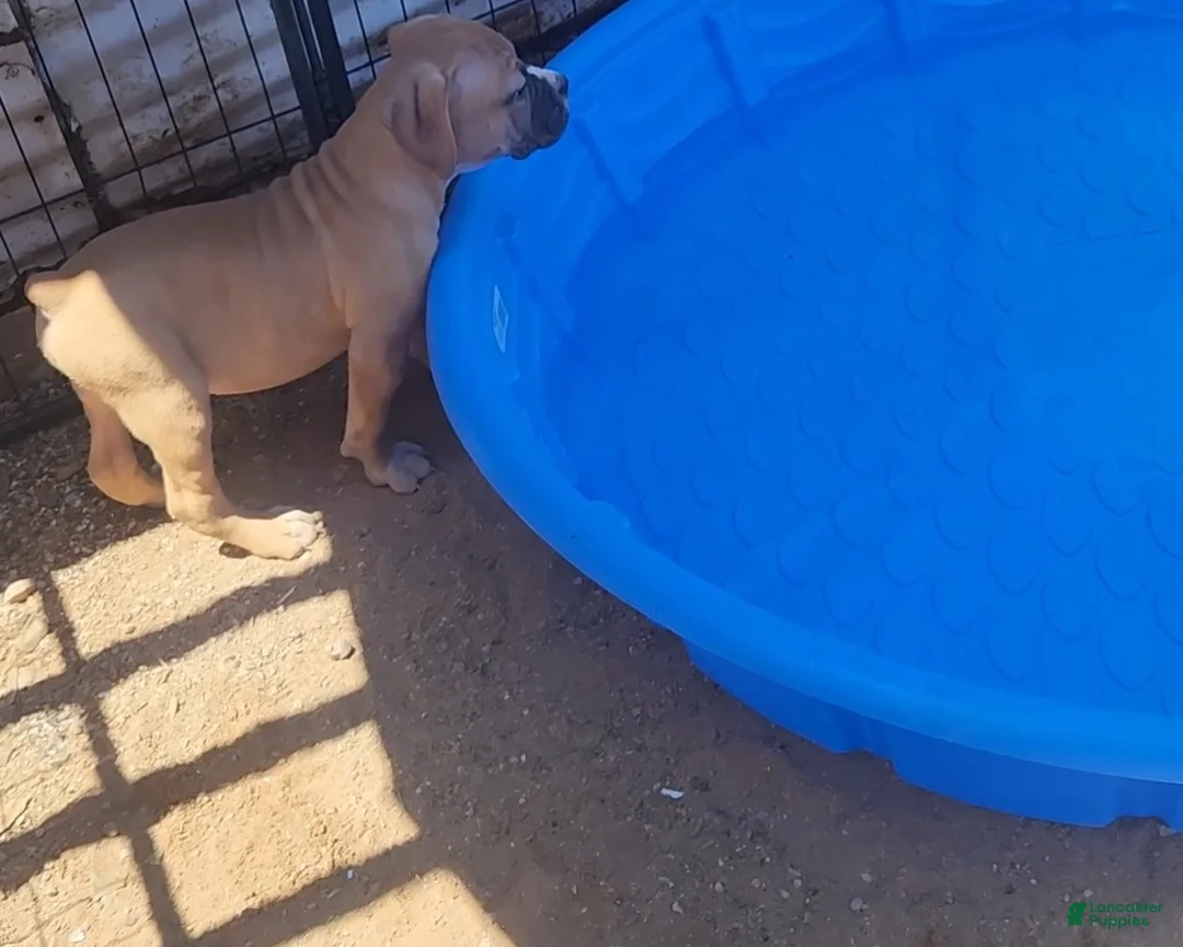 Olde English Bulldogge dogs for sale: Champ - Ad 1